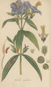 Osbeckia nepalensis - William Jackson Hooker — artwork view