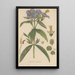 Osbeckia nepalensis - William Jackson Hooker — framed artwork on a wall