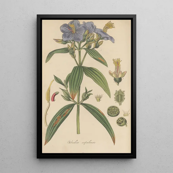 Osbeckia nepalensis - William Jackson Hooker — framed artwork on a wall