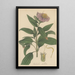 Osbeckia stellata - William Jackson Hooker — framed artwork on a wall