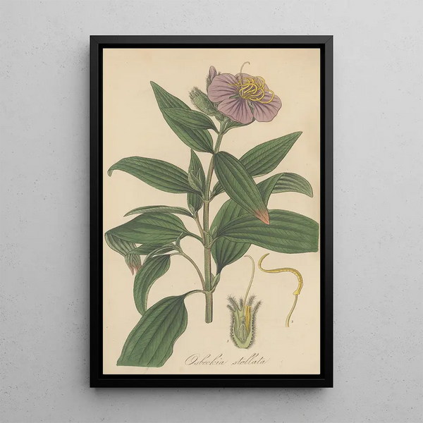 Osbeckia stellata - William Jackson Hooker — framed artwork on a wall