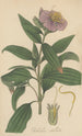 Osbeckia stellata - William Jackson Hooker — artwork view