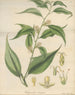 Pachysandra coriacea - William Jackson Hooker — artwork view