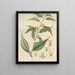 Pachysandra coriacea - William Jackson Hooker — framed artwork on a wall