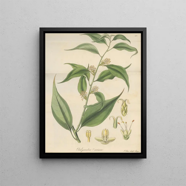 Pachysandra coriacea - William Jackson Hooker — framed artwork on a wall