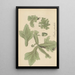 Parkeria pteridoides - William Jackson Hooker — framed artwork on a wall