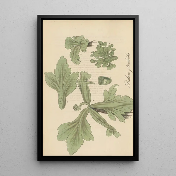 Parkeria pteridoides - William Jackson Hooker — framed artwork on a wall