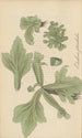 Parkeria pteridoides - William Jackson Hooker — artwork view