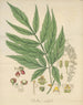 Paullinia meliifolia - William Jackson Hooker — artwork view