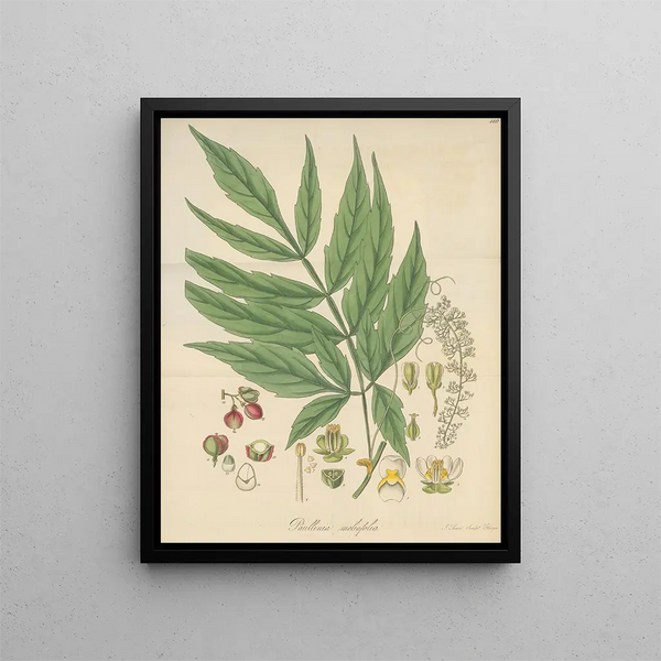Paullinia meliifolia - William Jackson Hooker — framed artwork on a wall