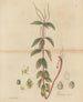 Peperomia blanda - William Jackson Hooker — artwork view