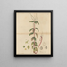 Peperomia blanda - William Jackson Hooker — framed artwork on a wall