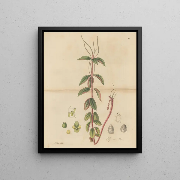 Peperomia blanda - William Jackson Hooker — framed artwork on a wall