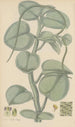 Peperomia incana painting - William Jackson Hooker — artwork view
