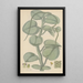 Peperomia incana painting - William Jackson Hooker — framed artwork on a wall