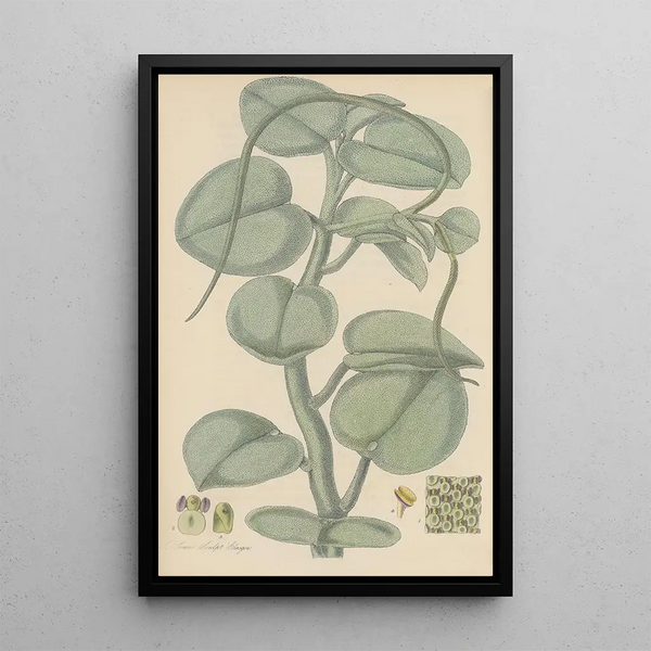 Peperomia incana painting - William Jackson Hooker — framed artwork on a wall