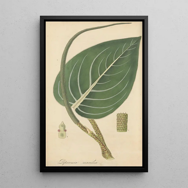 Peperomia maculosa - William Jackson Hooker — framed artwork on a wall