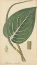 Peperomia maculosa - William Jackson Hooker — artwork view
