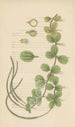 Peperomia ovalifolis painting - William Jackson Hooker — artwork view