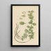 Peperomia ovalifolis painting - William Jackson Hooker — framed artwork on a wall