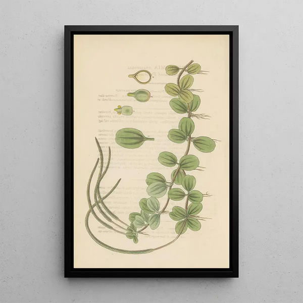 Peperomia ovalifolis painting - William Jackson Hooker — framed artwork on a wall