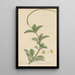 Peperomia pereskiaefolia - William Jackson Hooker — framed artwork on a wall