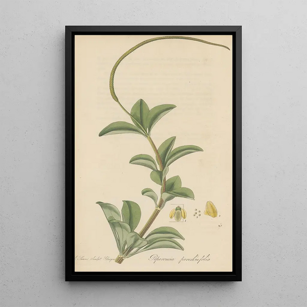 Peperomia pereskiaefolia - William Jackson Hooker — framed artwork on a wall