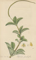 Peperomia pereskiaefolia - William Jackson Hooker — artwork view