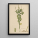 Peperomia polystachia - William Jackson Hooker — framed artwork on a wall