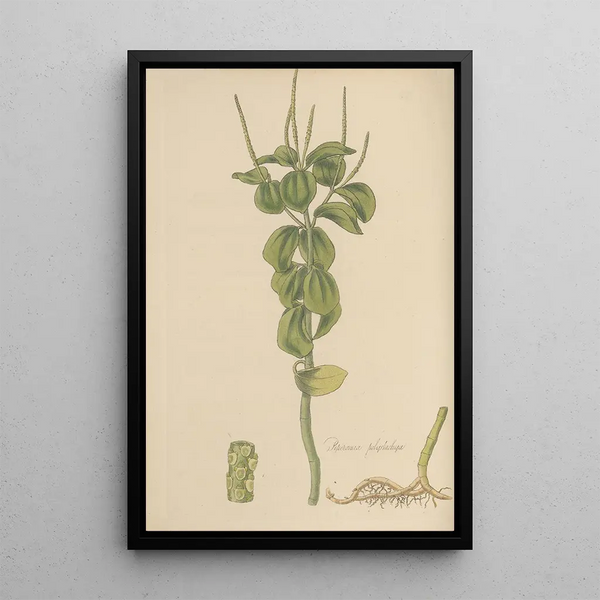 Peperomia polystachia - William Jackson Hooker — framed artwork on a wall