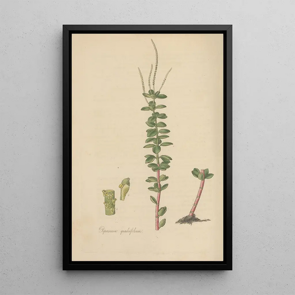 Peperomia quadrifolium - William Jackson Hooker — framed artwork on a wall
