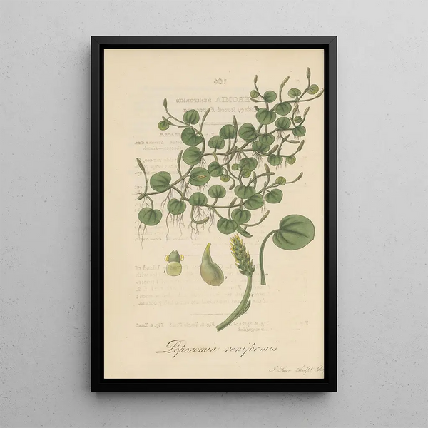 Peperomia reniformis - William Jackson Hooker — framed artwork on a wall