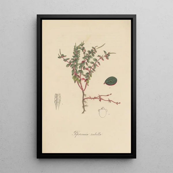 Peperomia rubella - William Jackson Hooker — framed artwork on a wall