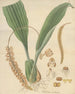 Pholidota imbricata - William Jackson Hooker — artwork view