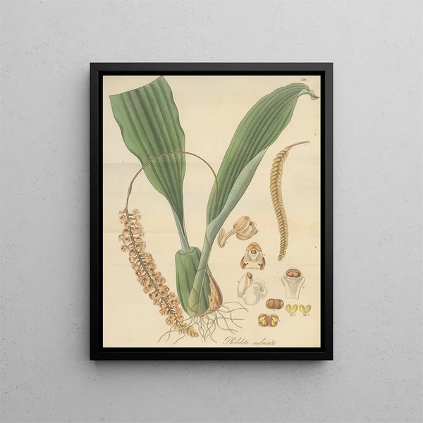 Pholidota imbricata - William Jackson Hooker — framed artwork on a wall