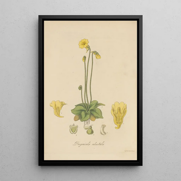 Pinguicula edentula - William Jackson Hooker — framed artwork on a wall