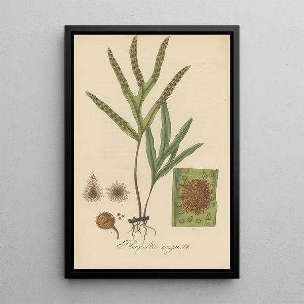 Pleopeltis angusta - William Jackson Hooker — framed artwork on a wall