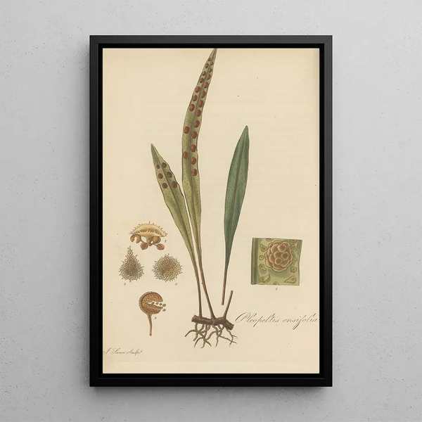 Pleopeltis ensifolia - William Jackson Hooker — framed artwork on a wall