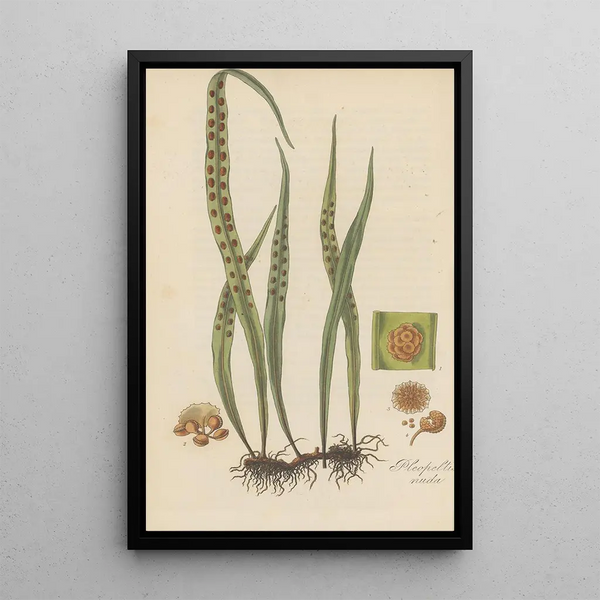 Pleopeltis nuda - William Jackson Hooker — framed artwork on a wall