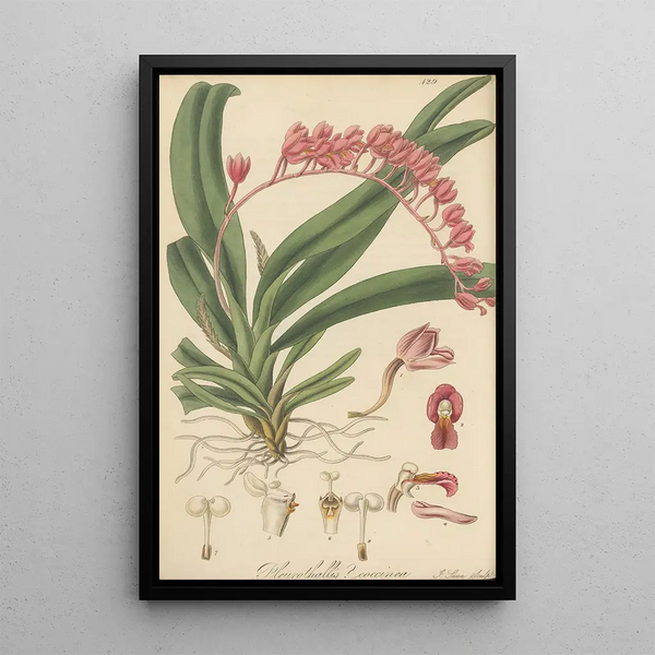 Pleurothallis coccinea - William Jackson Hooker — framed artwork on a wall
