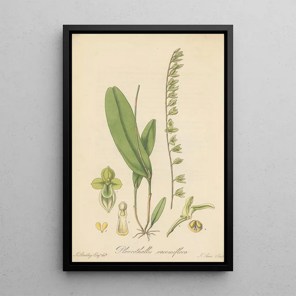 Pleurothallis racemiflora - William Jackson Hooker — framed artwork on a wall