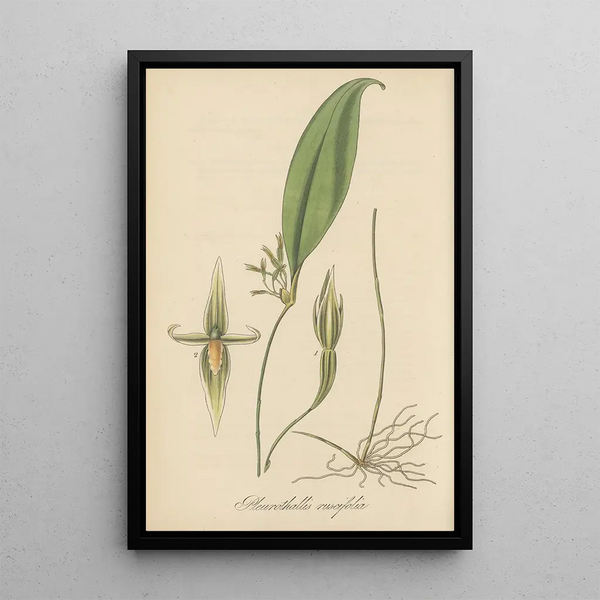 Pleurothallis ruscifolia - William Jackson Hooker — framed artwork on a wall