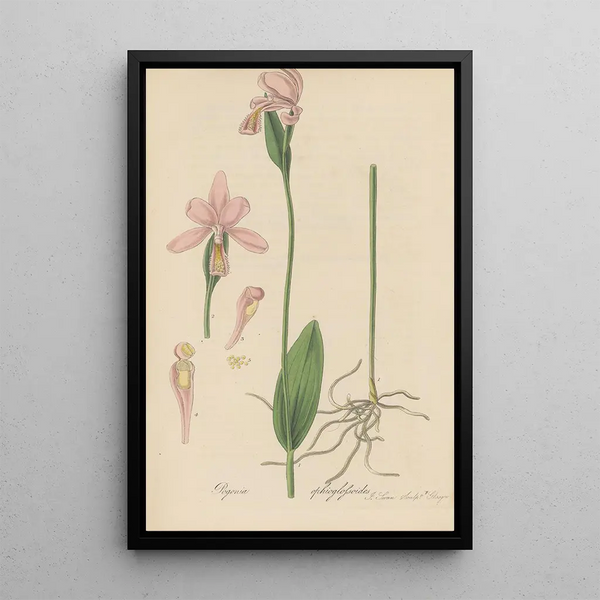 Pogonia ophioglossoides - William Jackson Hooker — framed artwork on a wall