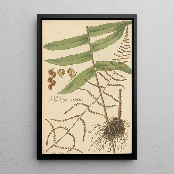 Polybotrya vivipara - William Jackson Hooker — framed artwork on a wall