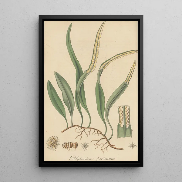 Polypodium pertusum - William Jackson Hooker — framed artwork on a wall