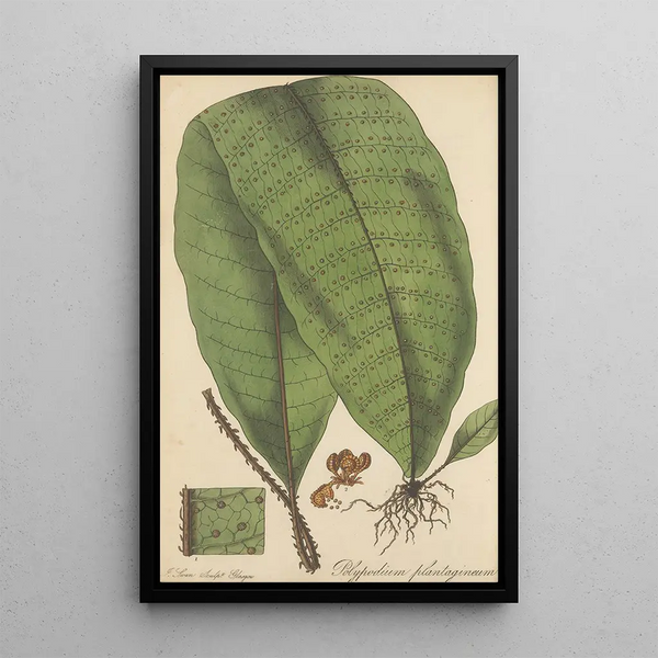 Polypodium plantagineum - William Jackson Hooker — framed artwork on a wall