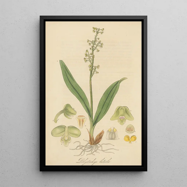 Polystachia luteola - William Jackson Hooker — framed artwork on a wall