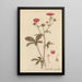Potentilla nepalensis painting - William Jackson Hooker — framed artwork on a wall