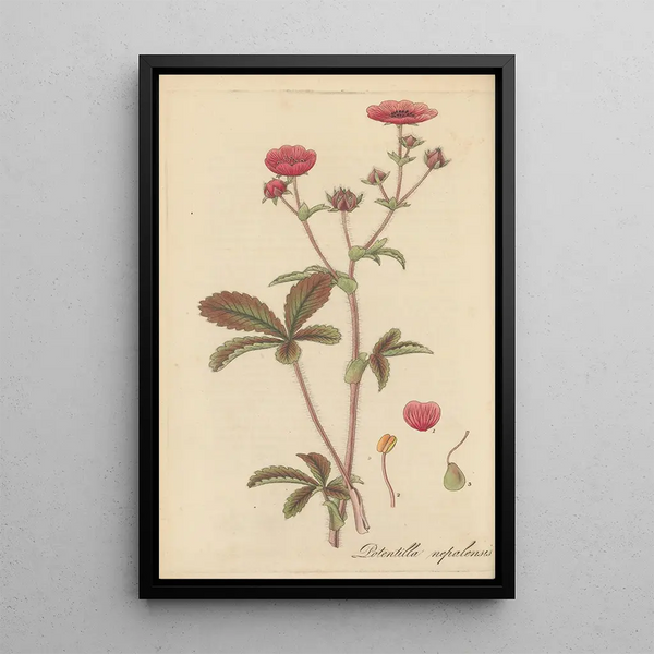 Potentilla nepalensis painting - William Jackson Hooker — framed artwork on a wall