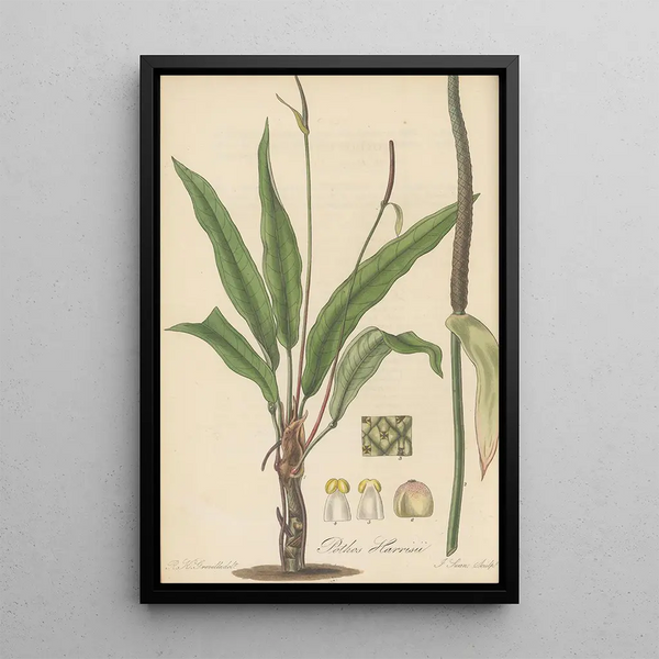 Pothos Harrisii - William Jackson Hooker — framed artwork on a wall